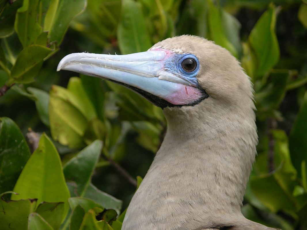 Galapagos 7-2-06 Genovesa Darwin Bay Red-footed Booby Close Up